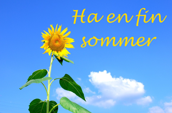 en solsikke med blå himmel og skyer