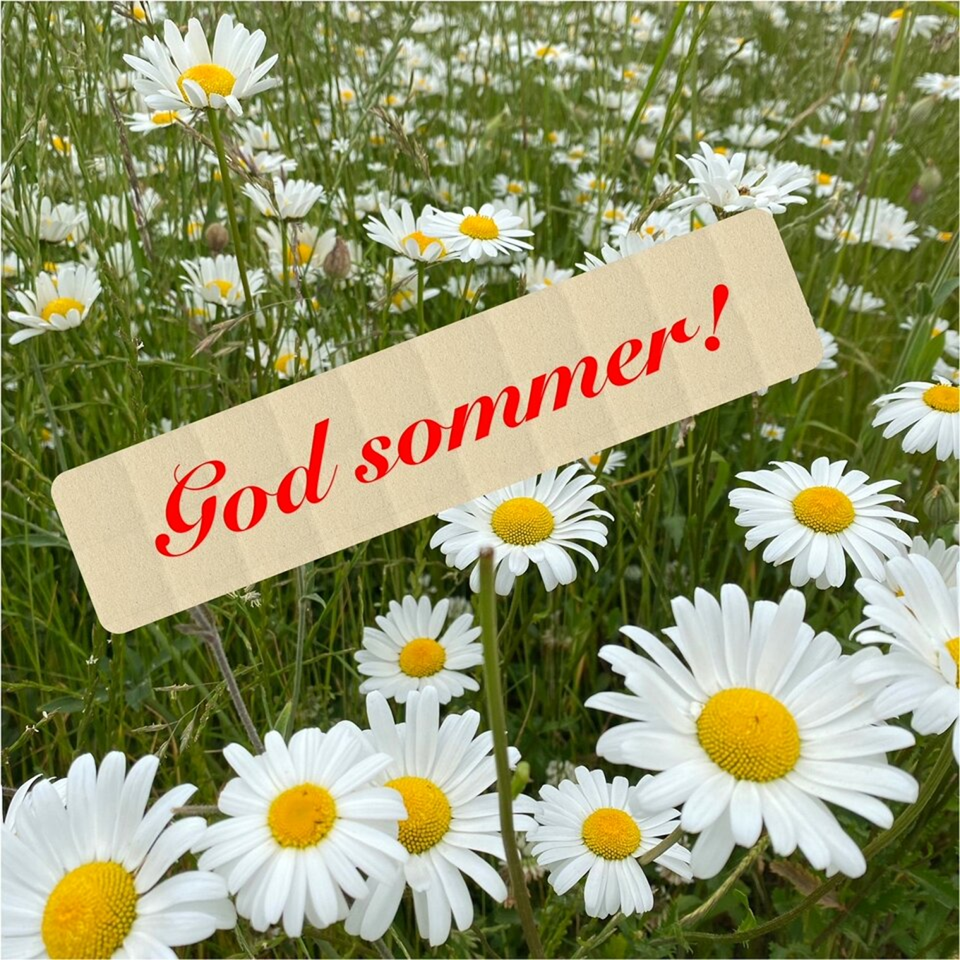 et skilt i en eng med hvite blomster