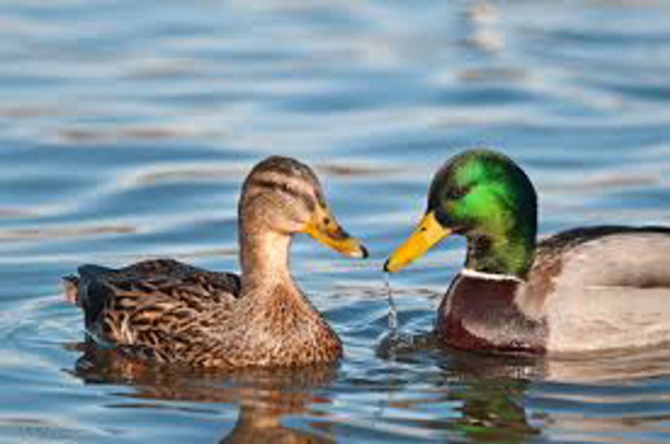 To stokkender To stokkender